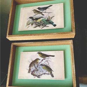 Vintage Style Framed Bird Art Illustrations Set, 2 Piece